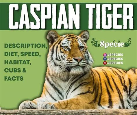 Caspian Tiger | Extinction And Surprising Facts