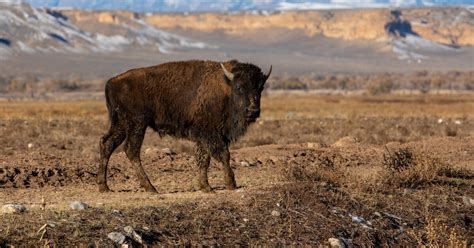 American Buffalo coming to Seneca Nation as part of nationwide ...