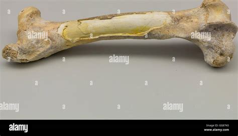 Fossilized bone hi-res stock photography and images - Alamy