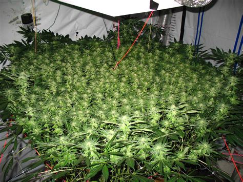 Sour Kush SCROG Pics @ 37 days in Flower | Grow Weed Easy