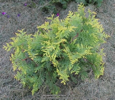 Arborvitaes: Plant Care and Collection of Varieties - Garden.org