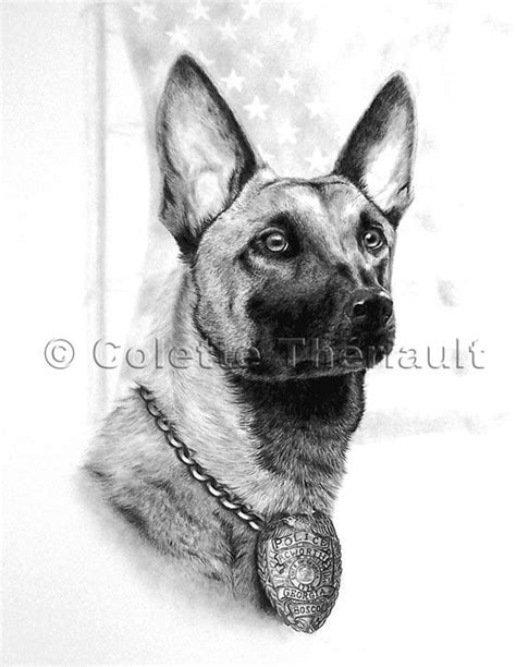 German Shepherd Police Dog Belgian Malinois Drawing-Pet Portraits K-9 ...