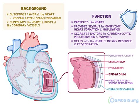 Describe the Three Layers of the Heart