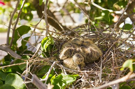 Eurasian Collared Dove Facts, Range, Habitat, Diet, Pictures