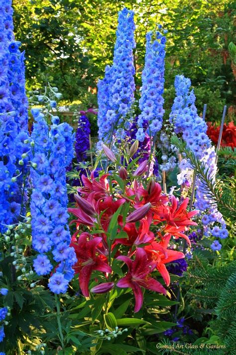 Delphiniums & Asiatic Lilies | July Perennial Garden | Perennial garden, Perennials, Flowers ...