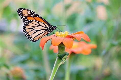 Florida Native Butterfly Plants