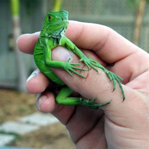 How to Care for a Baby Green iguana : A Complete Guide | MyPetCareJoy