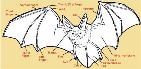 Amazing Bat Wings Facts, Do Bats Hibernate, Bat Wings Anatomy