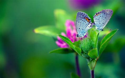 Desktop Wallpaper 4k Butterfly Wallpaper Butterfly 4k Hd Flower Ultra ...