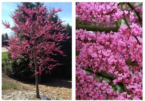 Eastern Redbud Clump — The Garden Kingdom