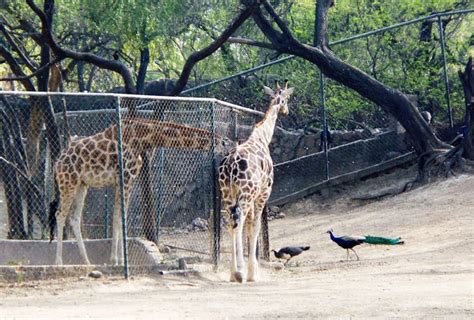 Photo Gallery of Delhi zoo- Explore Delhi zoo with Special Attractive ...