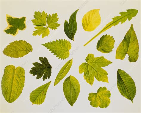 Collection of leaf types - Stock Image - B740/0053 - Science Photo Library