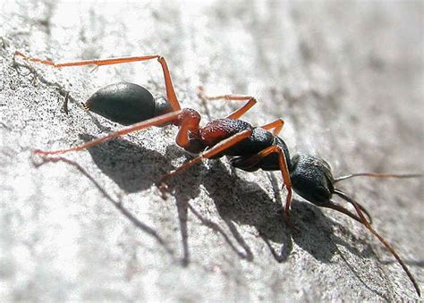 Baby Bull Ant - Myrmecia urens