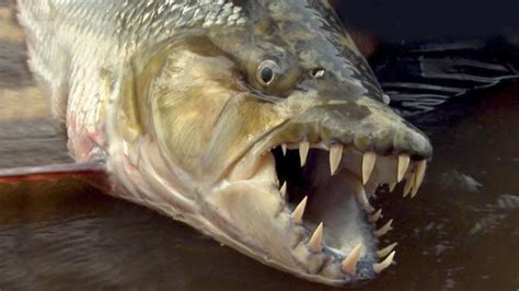 The Ferocious Goliath Tigerfish | Critter Science