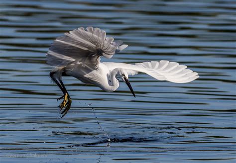 Vernon Chalmers Photography: Birds in Flight Photography Training Cape Town