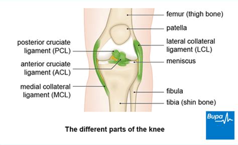 Anterior cruciate ligament (ACL) rekonstruktio | Bupa UK (2023)