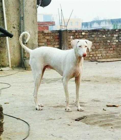 rajapalayam dog photo | have lab and rajapalayam cross breed puppies for sale in india ...