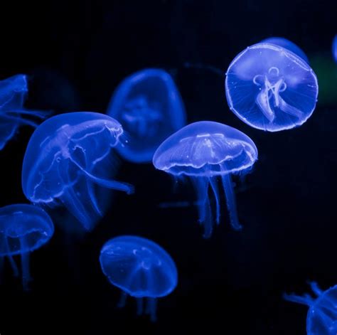 Jellyfish Sting Treatment - What to Do If You’re Stung By Jellyfish