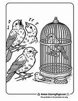 Free Canary Coloring Pages For Kids  Printable Bird Drawings sketch template