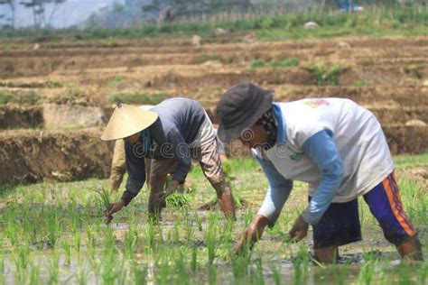 Planting Farming System with Swales Editorial Photography - Image of ...