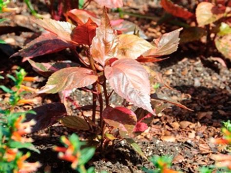 Copper Plant [Complete Guide] | Family Food Garden