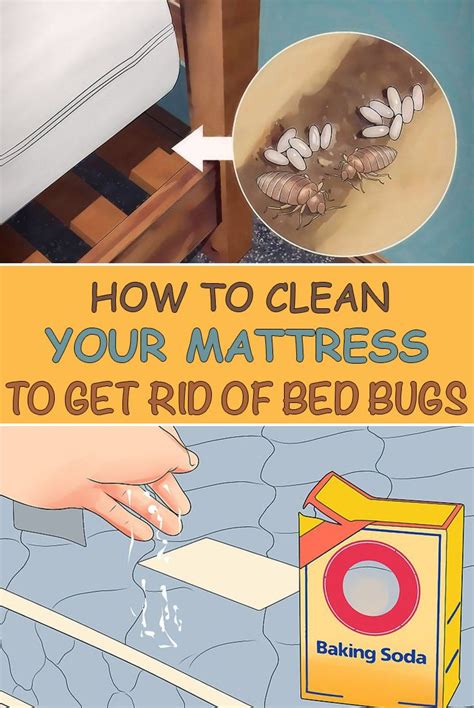 How To Clean Clothes With Bed Bugs - Apartments and Houses for Rent