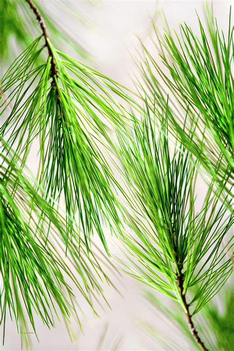 White Pine Needles Photograph by Christina Rollo - Pixels