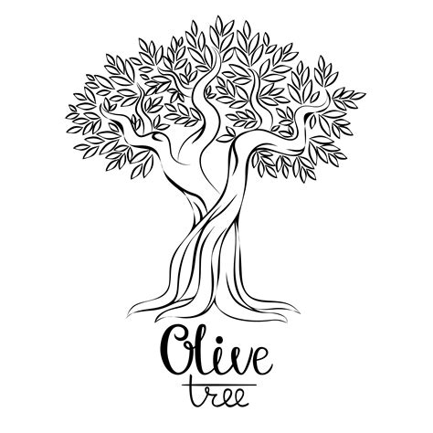 Olive tree vector illustration. Olive oil. Vector olive tree for labels ...