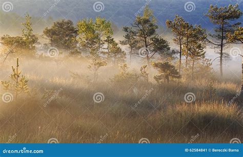 Foggy sunrise stock image. Image of lake, pond, outdoor - 62584841