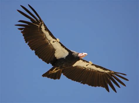 White Wolf : Yurok tribe helps bring back California condor