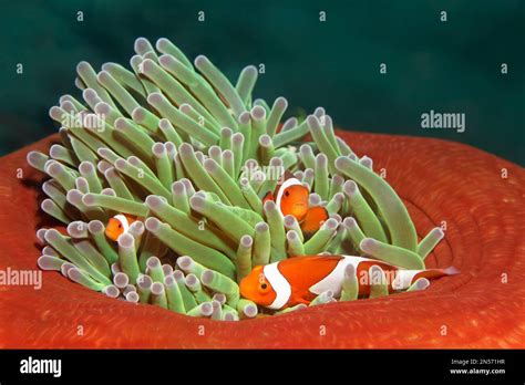 False ocellaris clownfish (Amphiprion ocellaris), seeking shelter in almost closed splendour ...