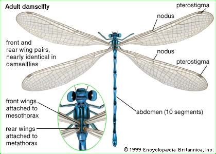 The Odonata