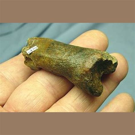 American Lion Phalange Fossil - Fossils & Artifacts for Sale | Paleo ...