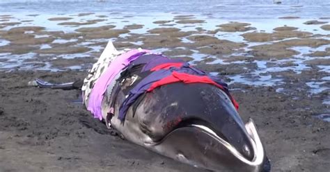 Unusual Pygmy Whales Wash Up on the Shore. After That, Bystanders Jumped In to Rescue Its Life ...