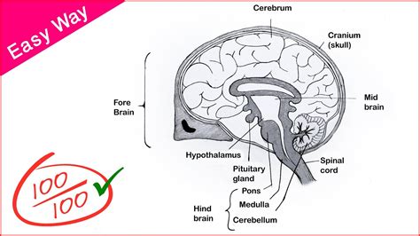 Simple Brain Diagram