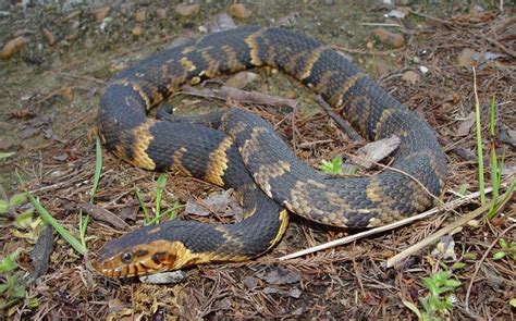 Southern Watersnake | Brad Glorioso’s Personal Website Amphibians and ...