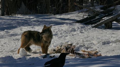 American Coywolf is a fascinating hybrid species with supercharged ...