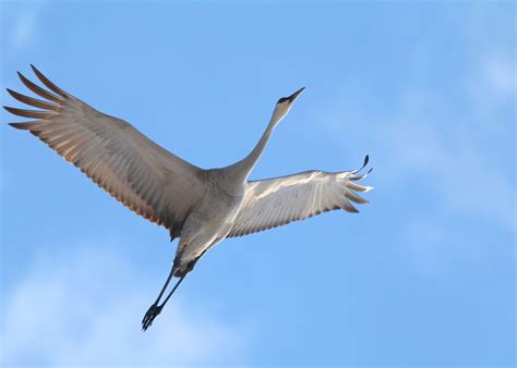 Crane Bird In-Flight