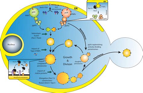 Frontiers | Emerging role of the endoplasmic reticulum in peroxisome ...