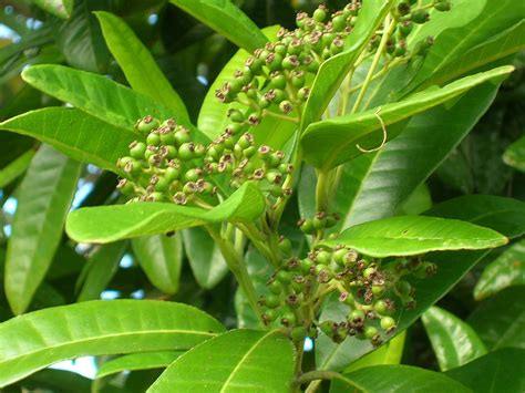 Allspice Spice Plant : Amazon.in: Garden & Outdoors