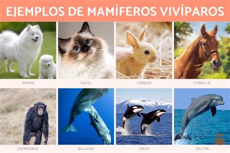 Animales vivíparos - ¡Más 20 ejemplos y características!