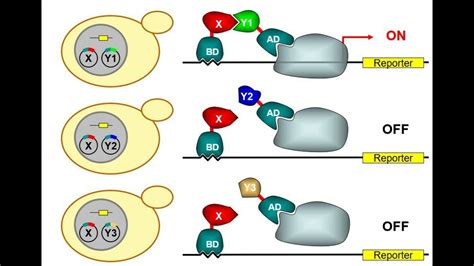 Yeast 2 Hybrid | Y2H | Reverse 2 Hybrid | Protein interaction systems - YouTube