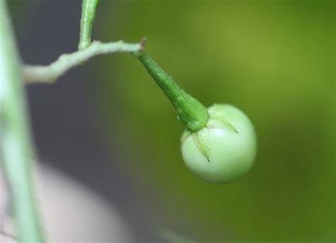 Solanum torvum Sw. | Plants of the World Online | Kew Science