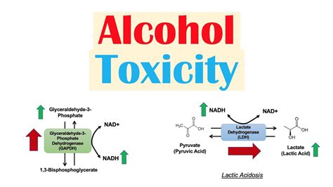 Alcohol Toxicity | Toxic Effects of Ethanol on Liver Metabolism (Metabolic Consequences) - YouTube