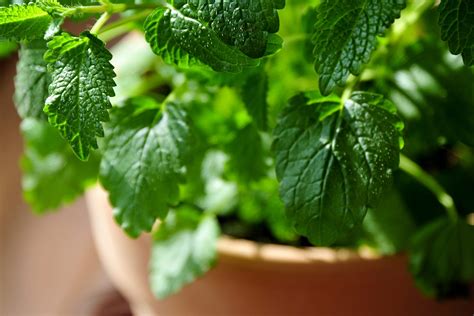 Medicinal Herbs You Can Grow | Reader's Digest