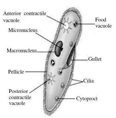 Junior Inter Zoology - Important 4 Marks Questions for IPE Exams