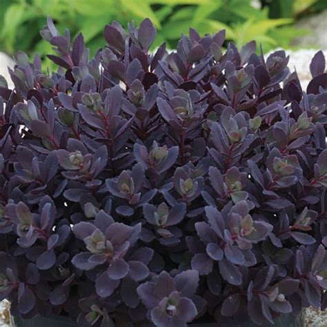 Purple Leaf Ground Cover Plants - leafimagespics