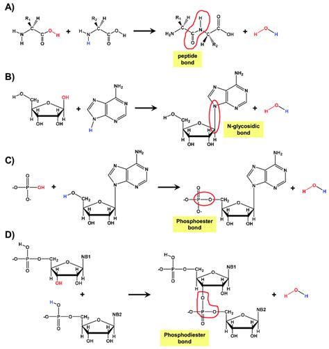 Different condensation reactions relevant for the formation of ...