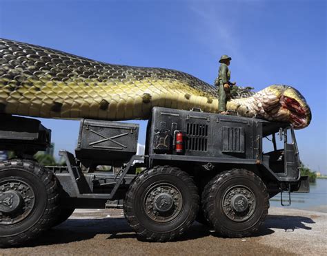 FACT CHECK: Was the World's Largest Snake Captured in the Amazon?