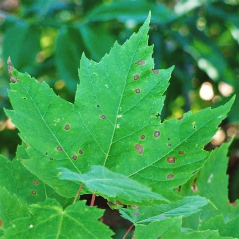 Brown Spots On Maple Leaves